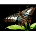 WORLD COLLECTION OF EXOTIC BUTTERFLIES Ten pupae